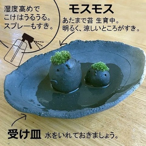 苔 コケテラリウム モスモス 真山茜　モスドリ黒・モスコトリ黒・炭化焼締め器セット