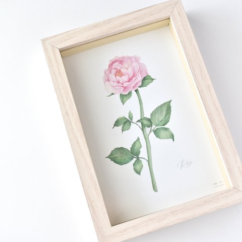 バラ 選べるボタニカルポストカード 3枚セット 全13種 お花 植物 水彩画 薔薇 ローズ Rose