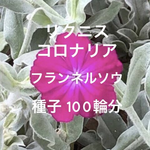 リクニス・コロナリア フランネルソウ ピンク 種子 花100輪分