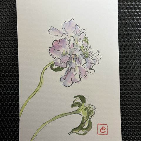 絵手紙』季節の植物（松虫草・スカビオサ①）