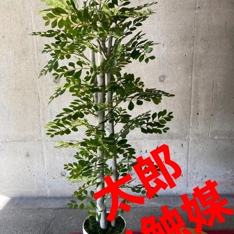 光触媒　人工観葉植物　ウォールグリーン　フェイクグリーン　トネリコ12552
