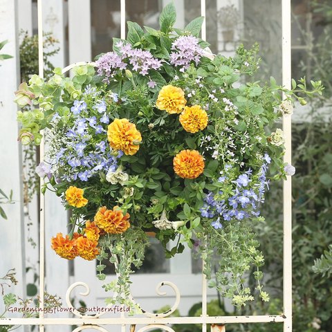 🌷花寄せ植え 季節の花おまかせハンギングバスケット 🌷 受注生産