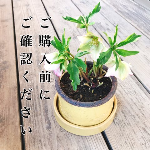 ご購入前にご確認ください✨