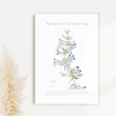 イワブクロの花 | AP040 | 名画デザインポスター タルマイソウ オオバコ マーガレット・アームストロング