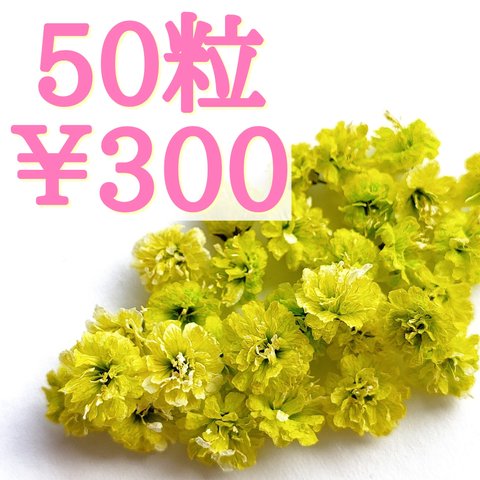 かすみ草ドライフラワー50粒セット(メロン)