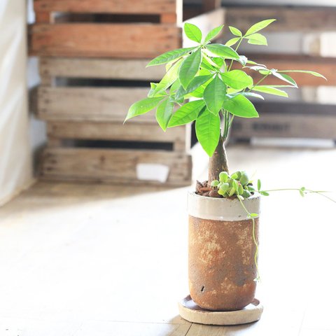 【1点物】パキラとカンガルーポケットのサビ風陶器植え（鉢皿セット）