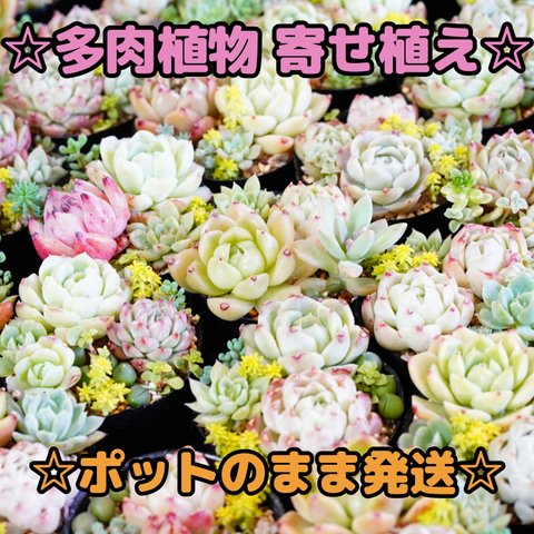 ☆多肉植物寄せ植えポット☆エケベリア☆セダム☆