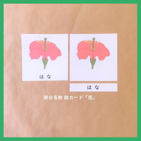 花の部分名称の絵カード★モンテッソーリの文化教育