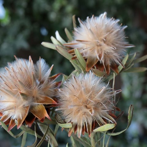 リューカデンドロン プルモーサムの Dry Flower（3本）