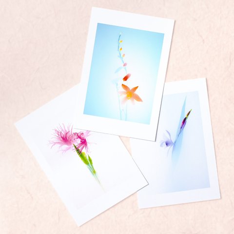 水彩画のような花のポストカード3枚セットG〜クロスミア・カワラナデシコ・シラン〜