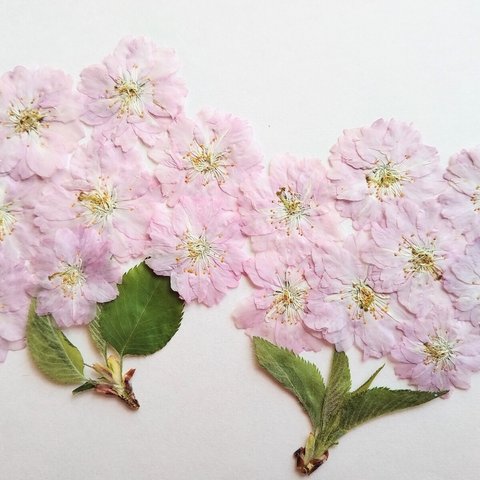 押し花素材・桜