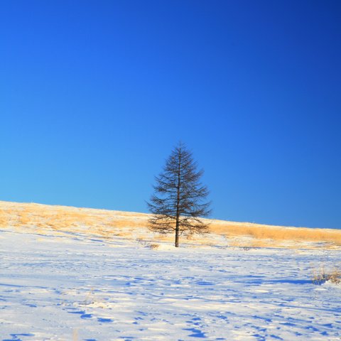 雪原に立つ樹