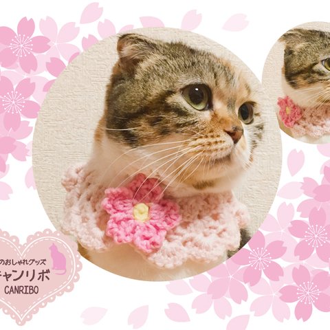 猫 首輪 つけ襟の首輪 🌸 桜