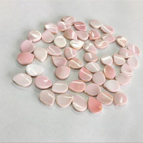 [再販]コンクシェル50pieces