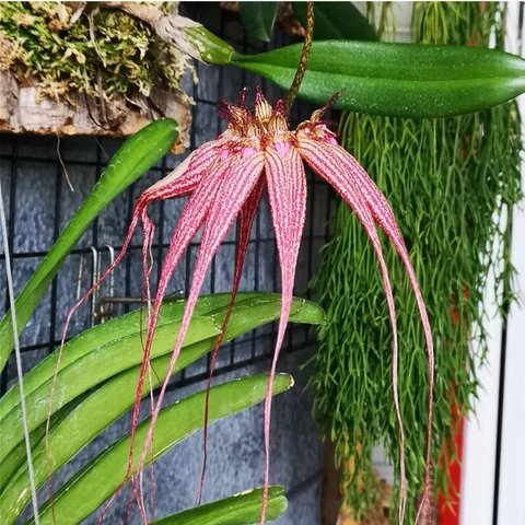 Bulbophyllum◈ElizabethAnn Bucleberry