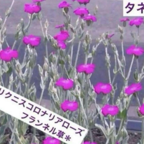 リクニスコロナリアローズ　フランネル草の種