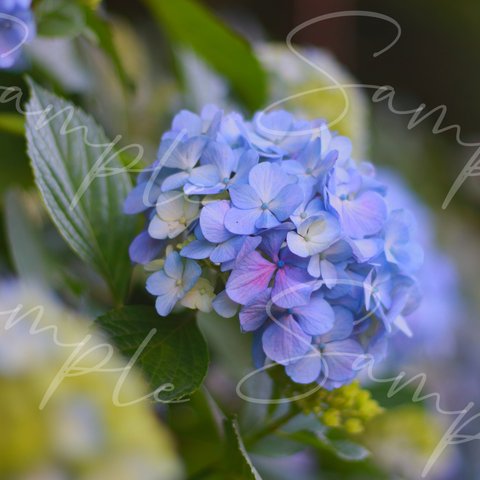 blue series 紫陽花 #1 写真 アート ブルー 青 あじさい アジサイ きれい 綺麗 おしゃれ 華やか フラワー 花 お花 梅雨【 ばうくのしゃしん 】