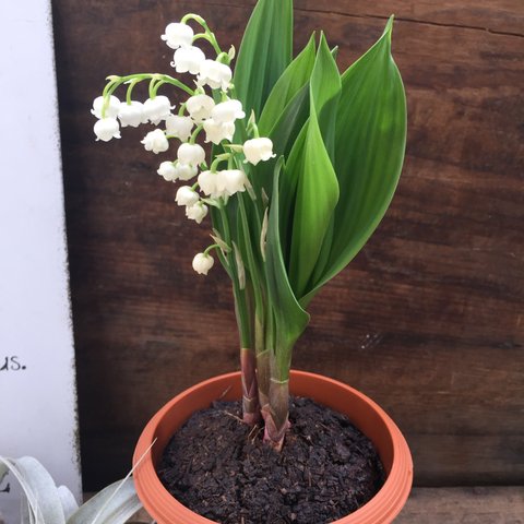 スズラン♡ 即完売♡幸せになる花♡鈴蘭♡観葉植物♡ガーデニング♡インテリア