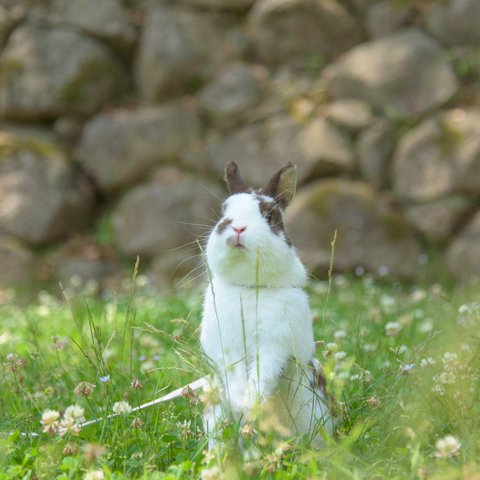 写真のある豊かな暮らし【うさぎ警官】