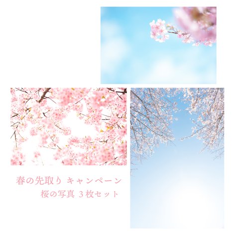 【春の先取りキャンペーン】桜３枚セット　写真のある暮らし