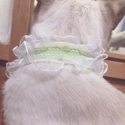 Elegant Cat collar (猫用首輪)