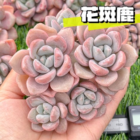 新入荷 大人気 多肉植物 エケベリア 花斑鹿 群生 超美苗 レア種