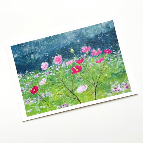 ポストカード2枚セット「09 秋桜」