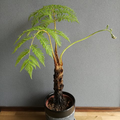 ヘゴシダ　観葉植物 希少♪