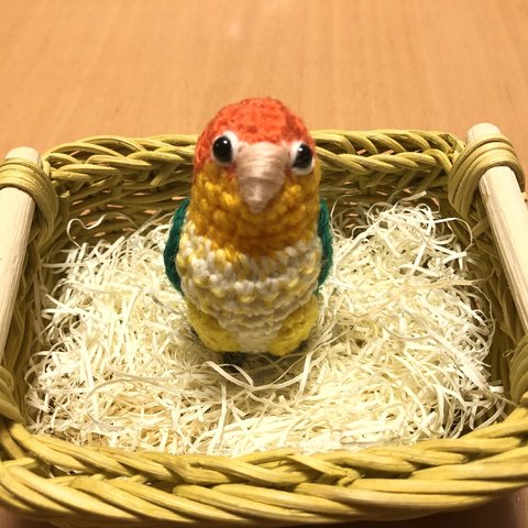 モモヒキ可愛い♡シロハラインコちゃん