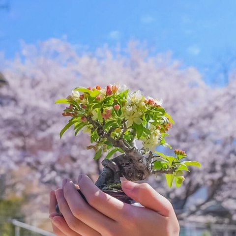 4月に開花　ズミ　No.52　盆栽