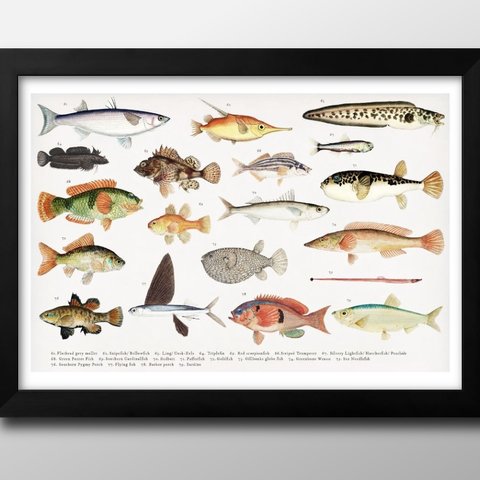 8822■A3アートポスター『海洋生物　魚図鑑』絵画/イラスト/デザイン/上級マット紙採用