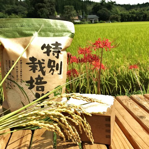 新米特別栽培米食べ比べ4kg(2ｋg×2)　熊本県相良村産　令和3年産　精白米　　