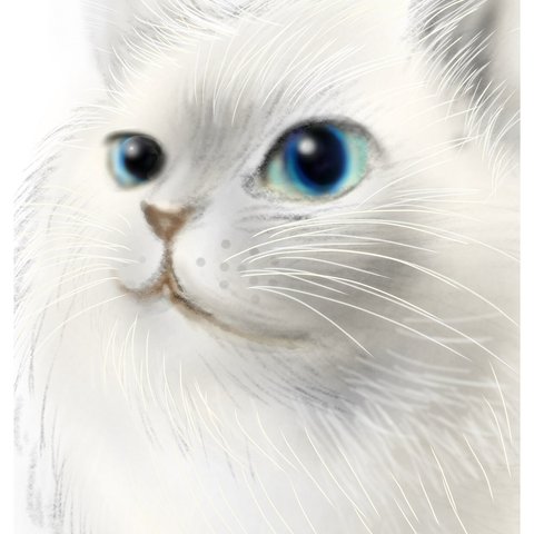 ブルーの瞳 シャム猫 ポストカード 机に飾れる　★送料無料★