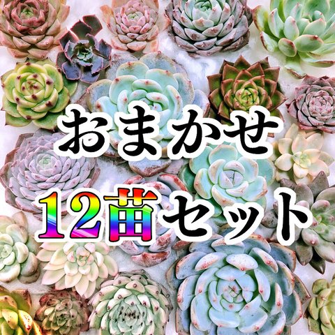 多肉植物【12苗】お任せセット