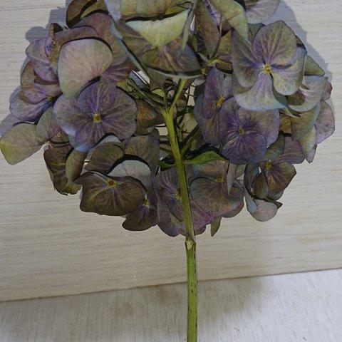 ドライフラワー紫陽花 58