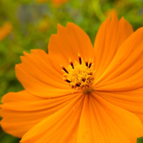 ORANGE COSMOS（オレンジコスモス）