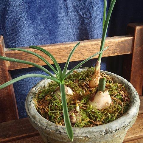 能登半島地震チャリティー 球根寄せ植え ③