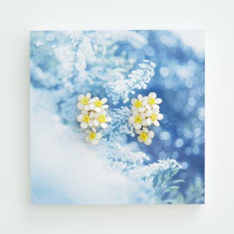 【雪柳-Full*Bloom-】春を着飾るイヤリング※飾れるフォトパネル付！