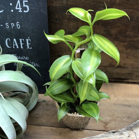 バニラの木　甘くなる香りのもと♡つる性の観葉植物