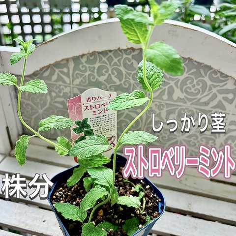 ストロベリーミント　株分け　苗　有機栽培　ハーブ　ミント　しっかり茎　こちらのお品１点