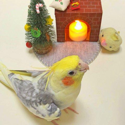 オカメインコ　クリスマスカード3枚セット④