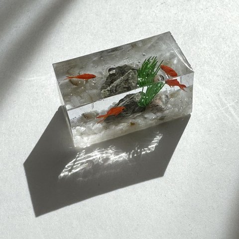 てづバ後夜祭♪【3/23 21時〜販売】水槽金魚〜ミニ(お写真のものをお届けします)