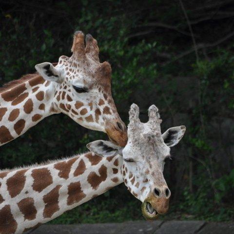 かわいい動物のポストカード・アミメキリン（1)