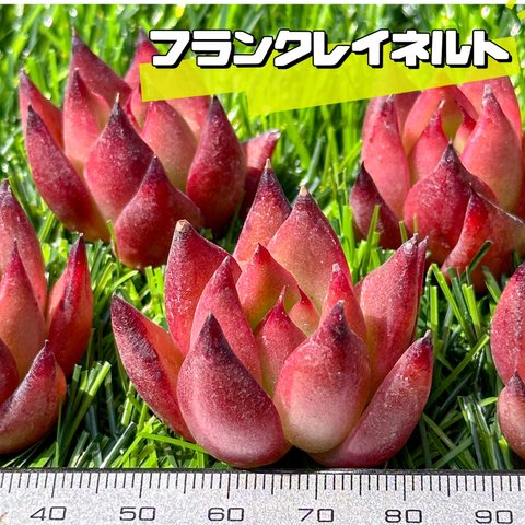 新入荷 大人気 多肉植物 エケベリア フランクレイネルト 超美苗 レア種