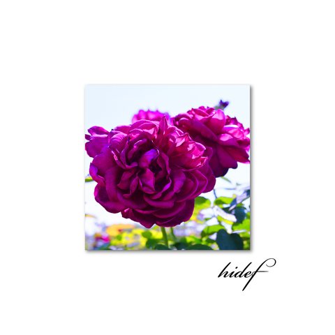 【送料無料】紫のバラは大きく咲く（sq2307002）