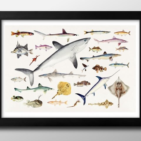 8823■A3アートポスター『海洋生物　魚図鑑』絵画/イラスト/デザイン/上級マット紙採用