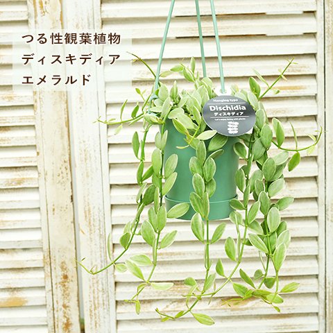 🍃観葉植物 つる性 ディスキディア エメラルド 3.5号 吊り鉢 室内 日陰 個性的 おしゃれ プレゼント 育てやすい おしゃれ