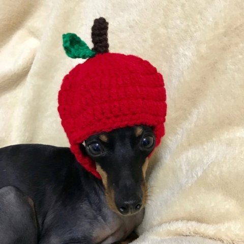 小型犬用 りんご帽子