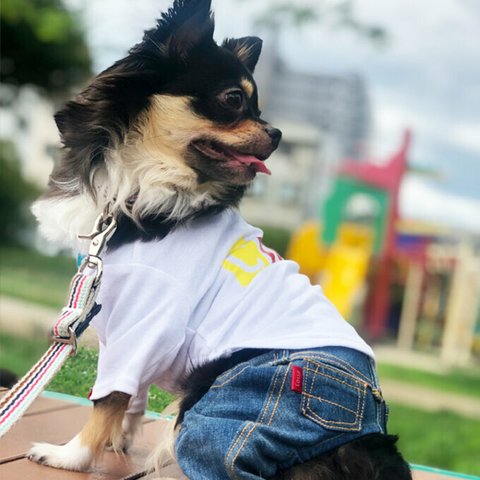 名前入れ無料　BOXTシャツ　犬服  　送料無料 ＃1103　イタグレ チワワ ダックス トイプー ポメラニアン ヨーキー　ドッグウエア　ドッグウェア