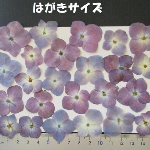 押し花　素材　花いろいろ(あじさい)(２４枚)　７０４